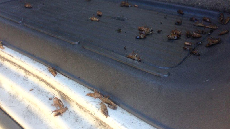 How To Get Rid Of Roaches In A Car And Prevent An Infestation   Cockroach In Car 