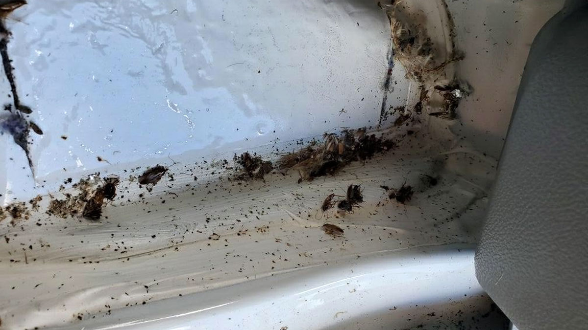 get rid of roaches in car