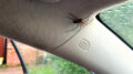 spider in car